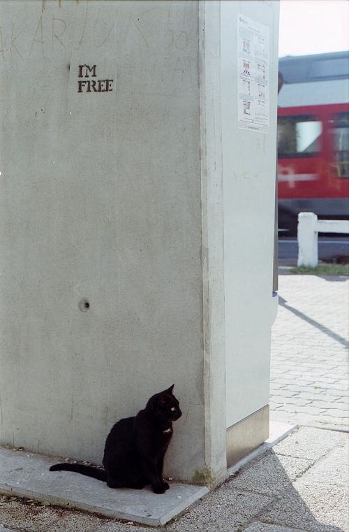 cat waiting train