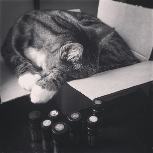 cat box sleeping