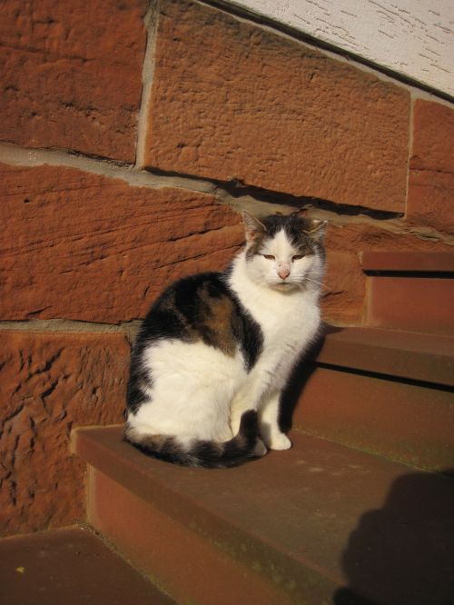 cat stairs sun