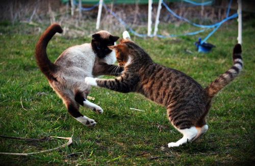 cat kitten fight