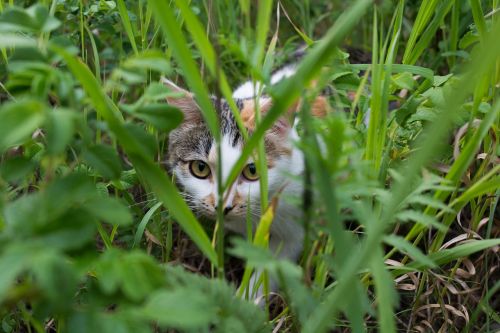 cat sneaks hunter