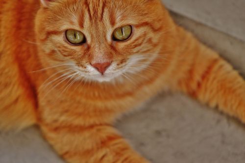 cat red cute