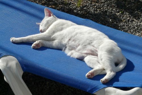 cat white lazy