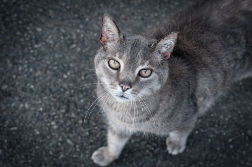 cat grey cat pet