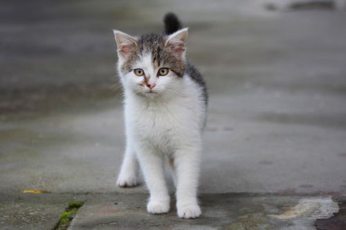 cat kitten gray kitty