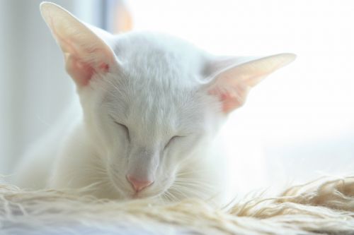 cat oriental white