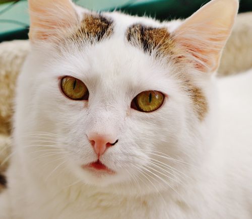cat domestic cat white