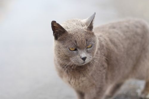 cat cute istanbul