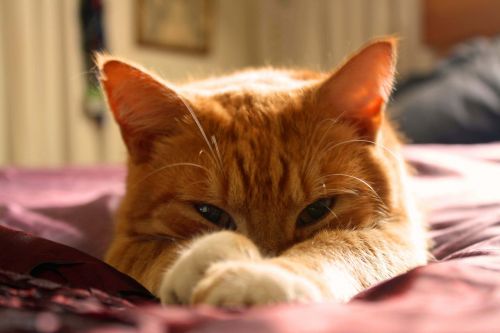 cat orange cat ginger cat