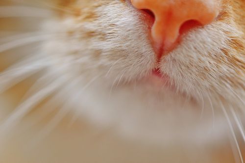 cat nose snout