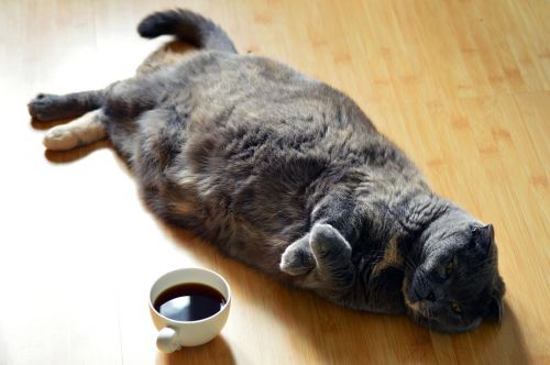 cat dark coffee