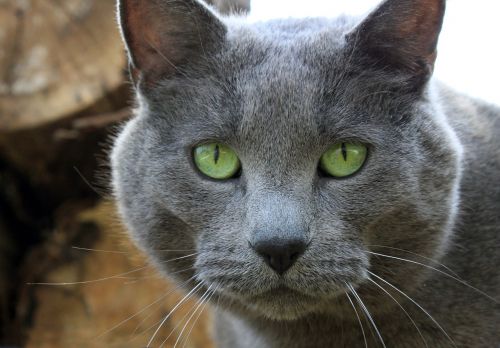cat gray eyes