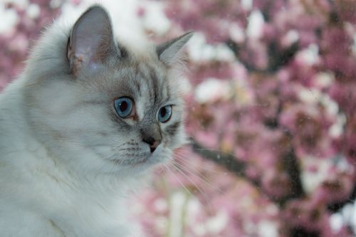 cat siberian forest cat blue eye