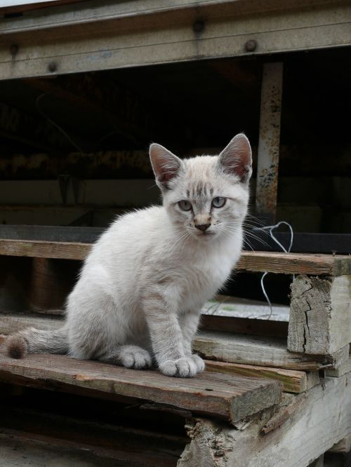 cat kitten animals