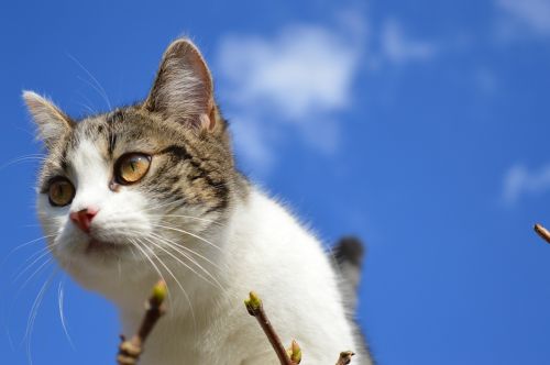 cat head sky