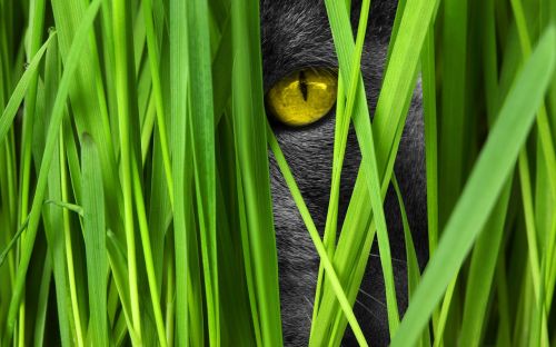 cat eye grass