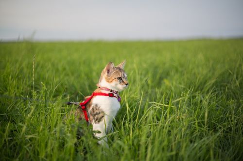 cat meadow leash