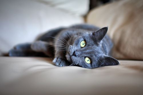 cat pet grey fur