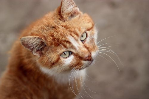 cat orange portrait