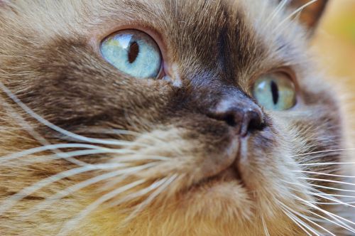 cat british shorthair thoroughbred
