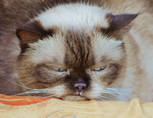 cat british shorthair grumpy