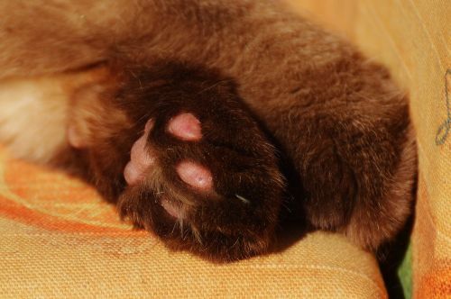 cat british shorthair paws