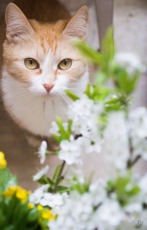 cat favorite spring
