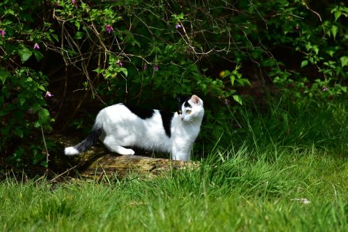 cat black white domestic cat