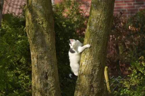 cat climb tree