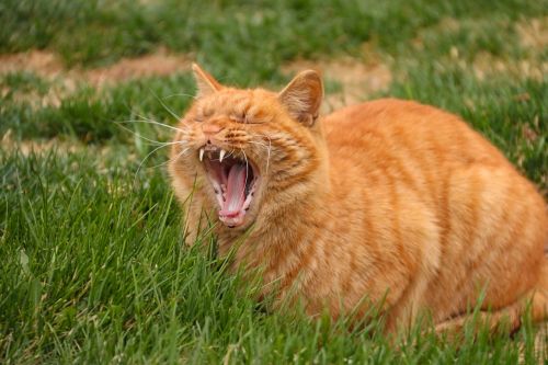 cat yawn animal