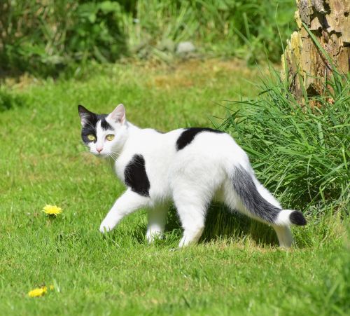 cat garden grass