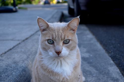 cat pose street