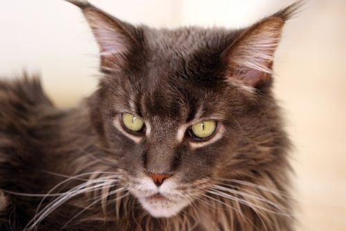 cat maine coon cat's eyes