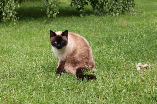 cat siamese domestic animal