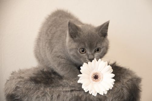 cat british-based short hair kitten