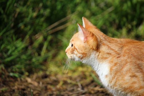 cat kitten red cat