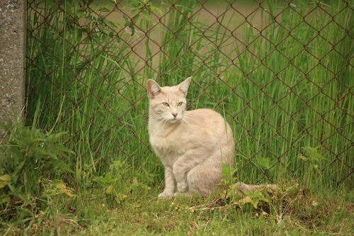 cat kitten breed cat