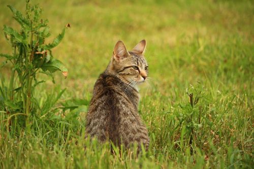 cat kitten mackerel