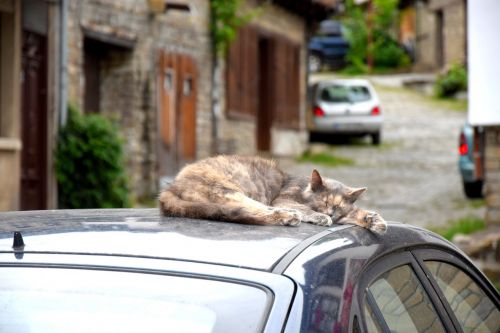 cat sleeps car