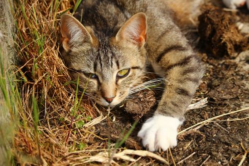 cat mieze kitten