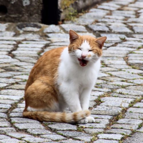 cat domestic cat sit