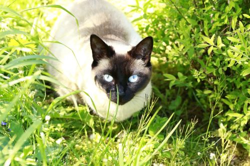 cat blue eyes blue