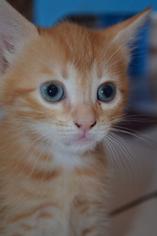 cat eyes red