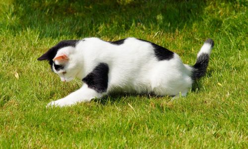 cat domestic cat young