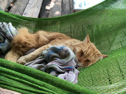 cat cat in hammock sleeping cat