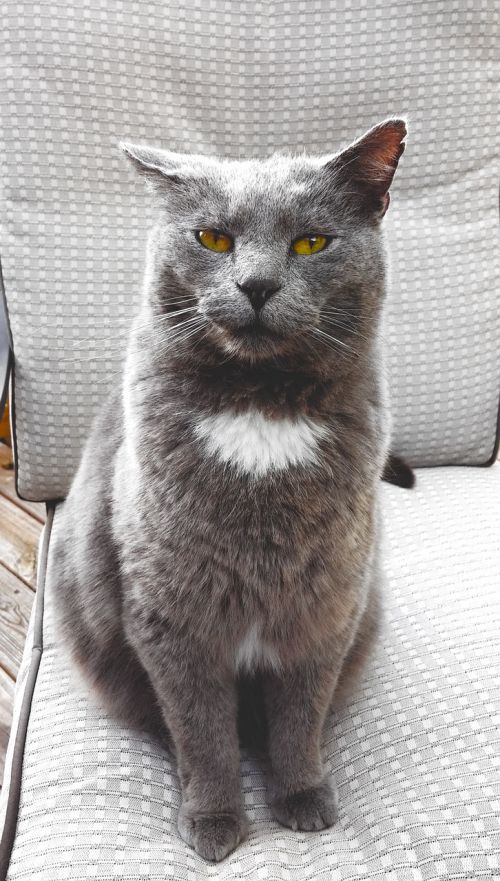 cat feline grey