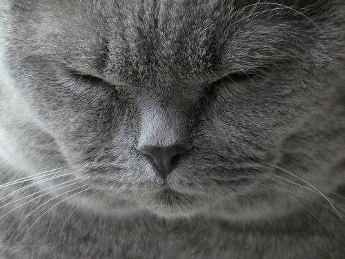 cat british shorthair animal