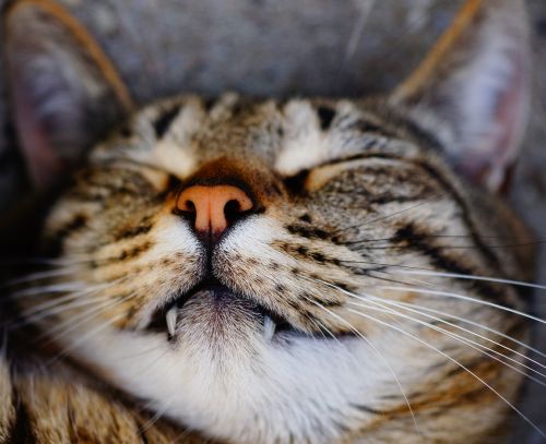 cat sleep tiger cat