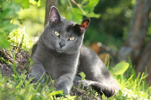 cat grey fur animal