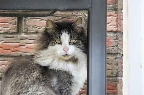 cat sitting portrait